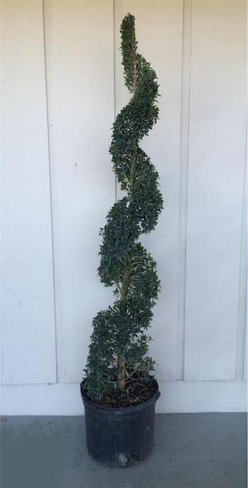 Eugenia Globulus Spiral Topiary (Zone 9 through 11)